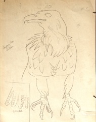 Preparatory sketch.  Shield of the National University of Mexico, with Eagle and Condor.  Jean Charlot.