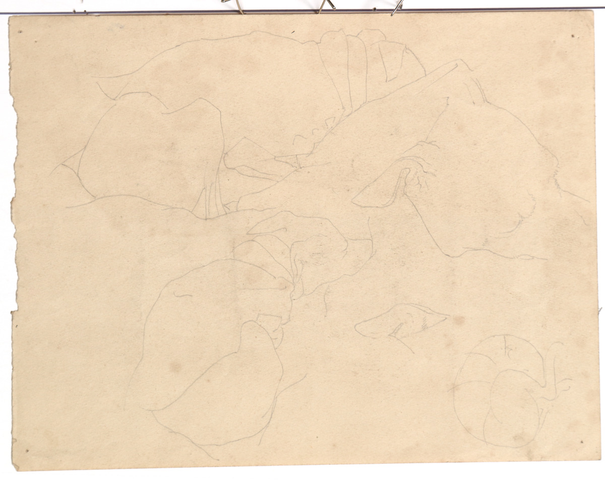 Pencil on paper.  Studies of his dog, Mousmé for L'Amitié, recto.  Jean Charlot.